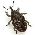 Catapastinus caseyi - photo 4