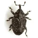 Catapastinus caseyi - photo 5