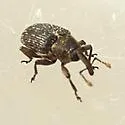 Catapastus conspersus - photo 2