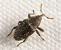 Catapastus conspersus - photo 4