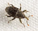Catapastus conspersus - photo 5