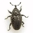 Catapastus seriatus