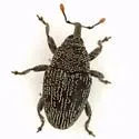 Catapastus squamirostris