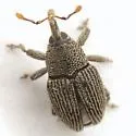 Catapastus squamirostris - photo 2