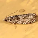 Catastega aceriella - Hodges#3334