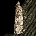 Catastega aceriella - Hodges#3334 - photo 2