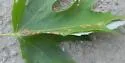Catastega aceriella - Hodges#3334 - photo 4