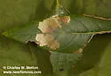 Catastega nebula - Hodges#3333.2 - photo 2