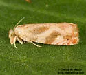 Catastega plicata - Hodges#3333.6