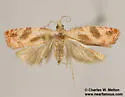 Catastega plicata - Hodges#3333.6 - photo 2
