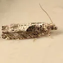 Oak Trumpet Skeletonizer - Hodges#3333 - photo 2