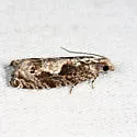 Oak Trumpet Skeletonizer - Hodges#3333 - photo 3