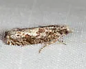 Oak Trumpet Skeletonizer - Hodges#3333 - photo 4
