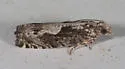 Oak Trumpet Skeletonizer - Hodges#3333 - photo 5