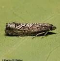 Catastega triangulana - Hodges#3333.4
