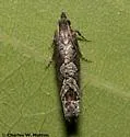 Catastega triangulana - Hodges#3333.4 - photo 2