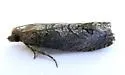 Catastega triangulana - Hodges#3333.4 - photo 4