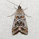 Catastia actualis - Hodges#5764 - photo 2