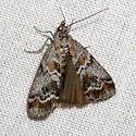 Catastia actualis - Hodges#5764 - photo 3