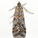 Catastia actualis - Hodges#5764 - photo 4