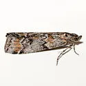 Catastia actualis - Hodges#5764 - photo 5