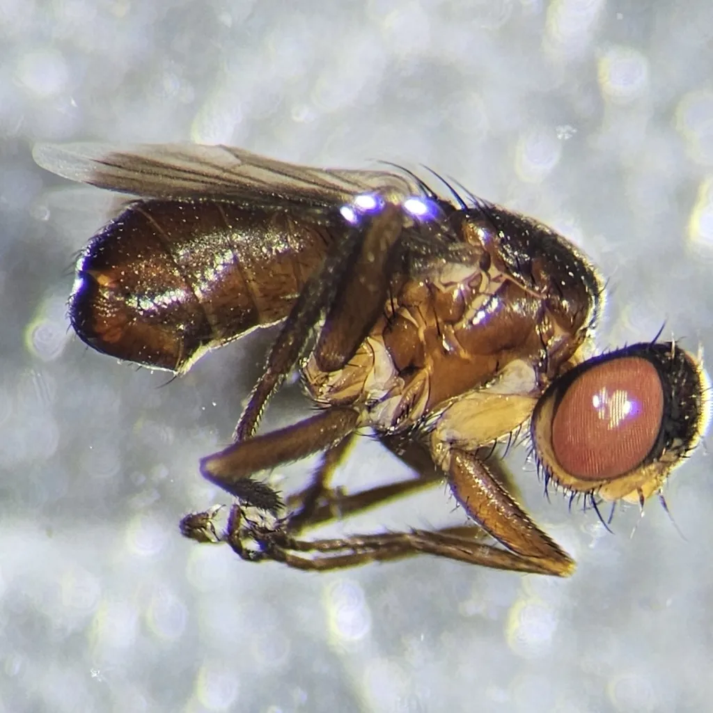 Catharosia calva - photo 2