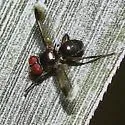 Catharosia nebulosa