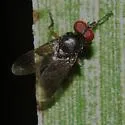 Catharosia nebulosa - photo 2