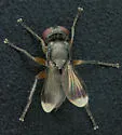 Catharosia nebulosa - photo 3
