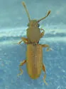 Cathartosilvanus imbellis