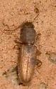 Cathartosilvanus imbellis - photo 2