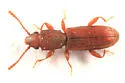 Cathartosilvanus imbellis - photo 3