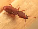 Cathartosilvanus imbellis - photo 4