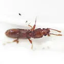 Cathartosilvanus imbellis - photo 5