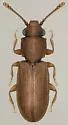 Cathartosilvanus opaculus