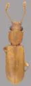 Cathartosilvanus opaculus - photo 2
