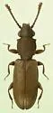Cathartosilvanus vulgaris