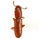Square-necked Grain Beetle
