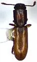 Square-necked Grain Beetle - photo 3