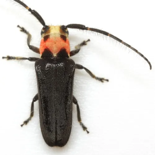 Cathetopteron amoena - Cathetopteron amoena
