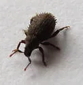 Cathormiocerus aristatus - photo 2
