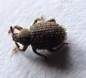 Cathormiocerus aristatus - photo 3
