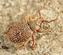 Cathormiocerus aristatus - photo 4