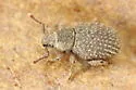 Cathormiocerus aristatus - photo 5