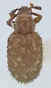 Cathormiocerus curvipes