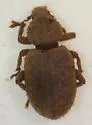 Cathormiocerus curvipes - photo 2