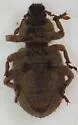 Cathormiocerus curvipes - photo 3