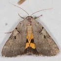 Abbreviated Underwing Moth - Hodges#8841
