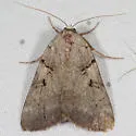 Abbreviated Underwing Moth - Hodges#8841 - photo 2