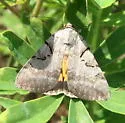 Abbreviated Underwing Moth - Hodges#8841 - photo 3